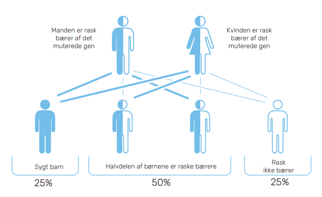 Diagram over sandsynlighed for arvelig recessiv genetisk sygdom